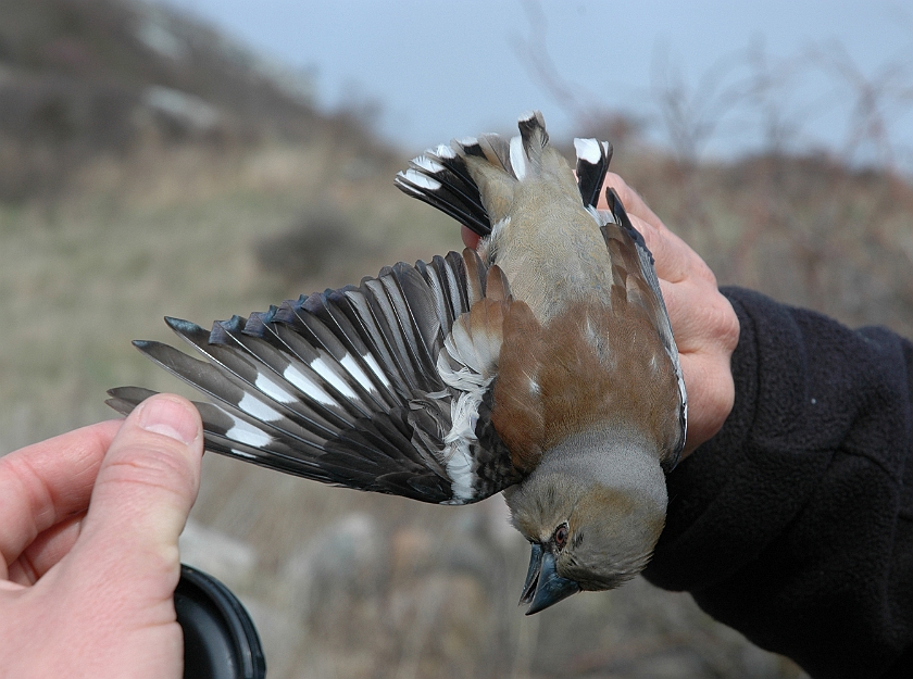 Hawfinch, Sundre 20060502